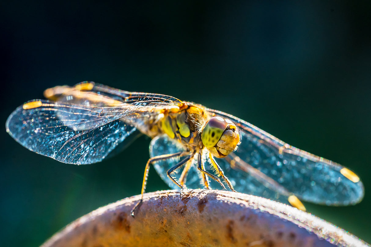 Dragonfly Poster och Canvastavla