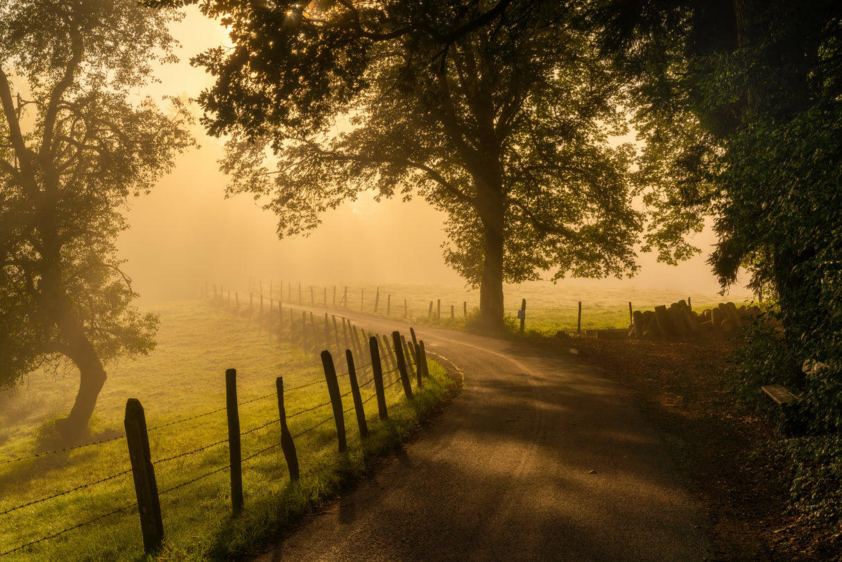 Morning walk Poster och Canvastavla