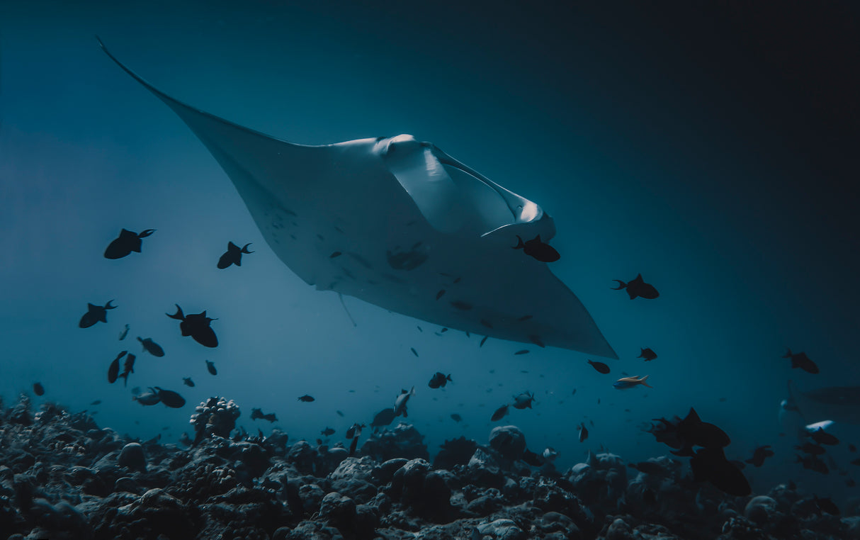 Manta`s flight Poster och Canvastavla