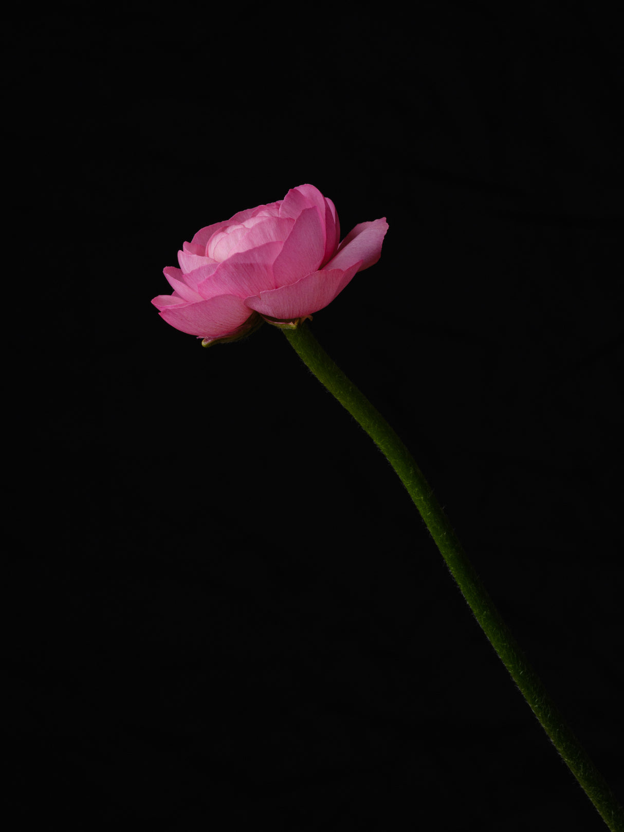 pink flower Poster och Canvastavla