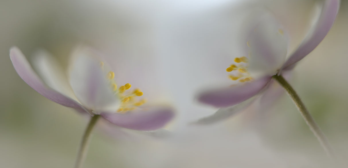 Soft whispering Poster och Canvastavla
