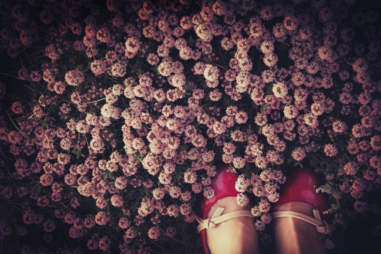 Thyme carpet Poster och Canvastavla