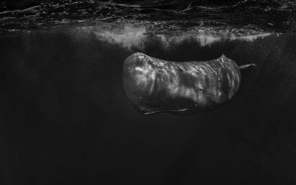 Moby Dick Poster och Canvastavla