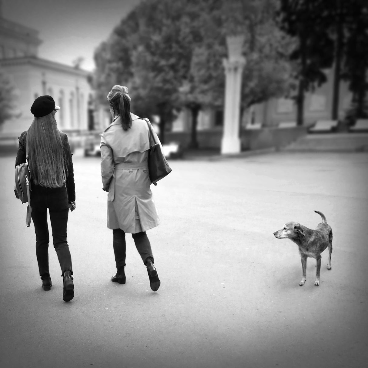 Dog's life Poster och Canvastavla
