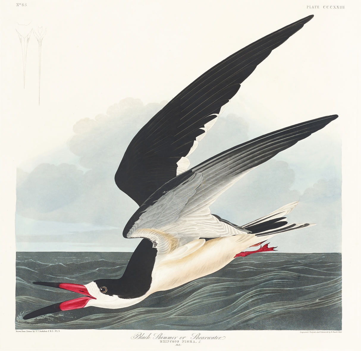 Black Skimmer From Birds of America (1827) Poster och Canvastavla