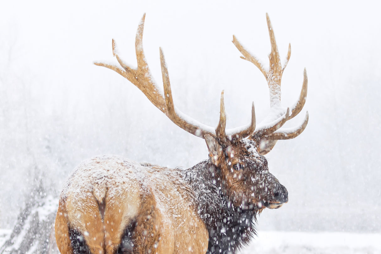 Winter Poster och Canvastavla