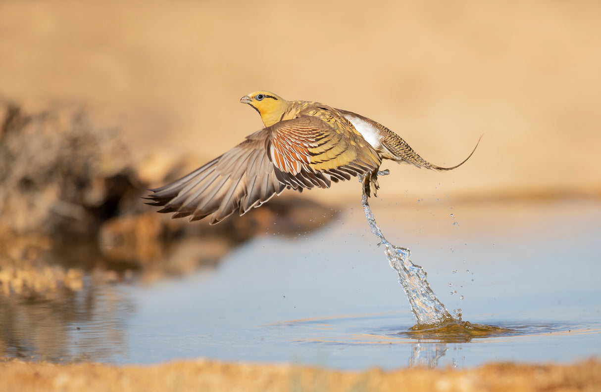 Pin-tailed Sandgrouse in a hurry... Poster och Canvastavla
