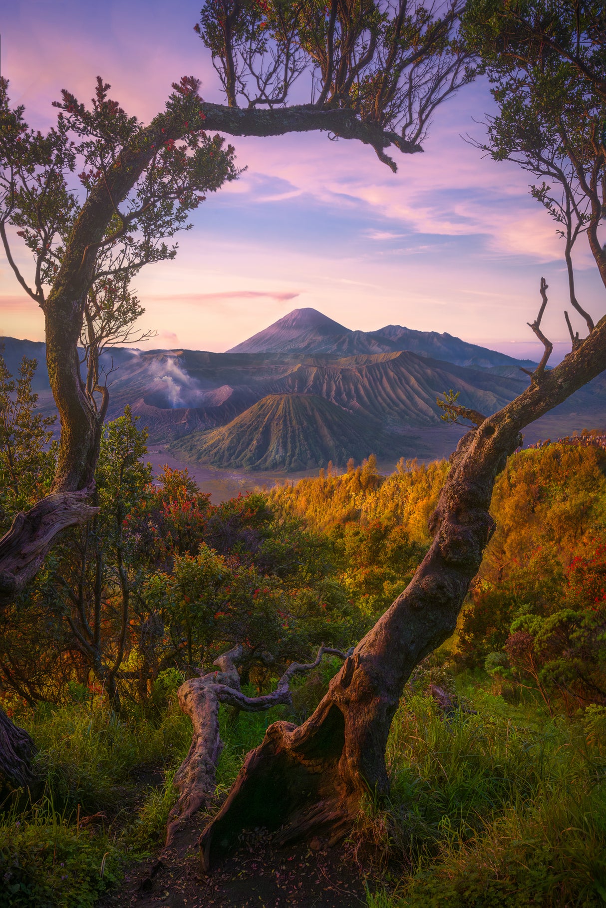 Bromo Sunrises Poster och Canvastavla