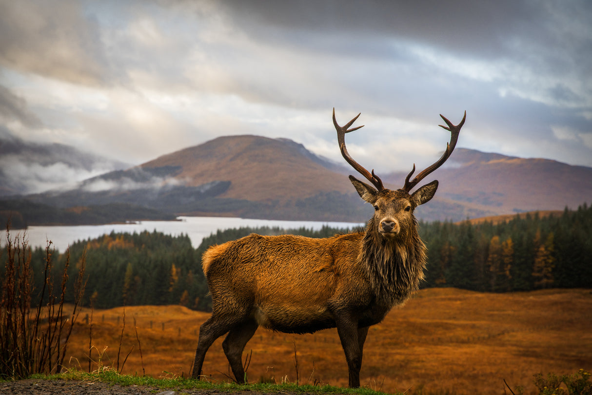 Scottish Stag Poster och Canvastavla