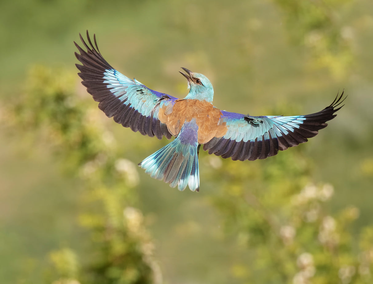Bird in flight Poster och Canvastavla