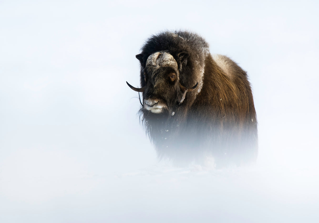 Muskox Poster och Canvastavla