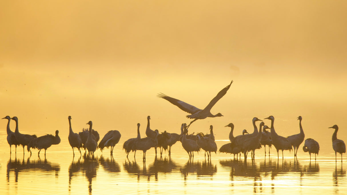 Beauty of nature Poster och Canvastavla