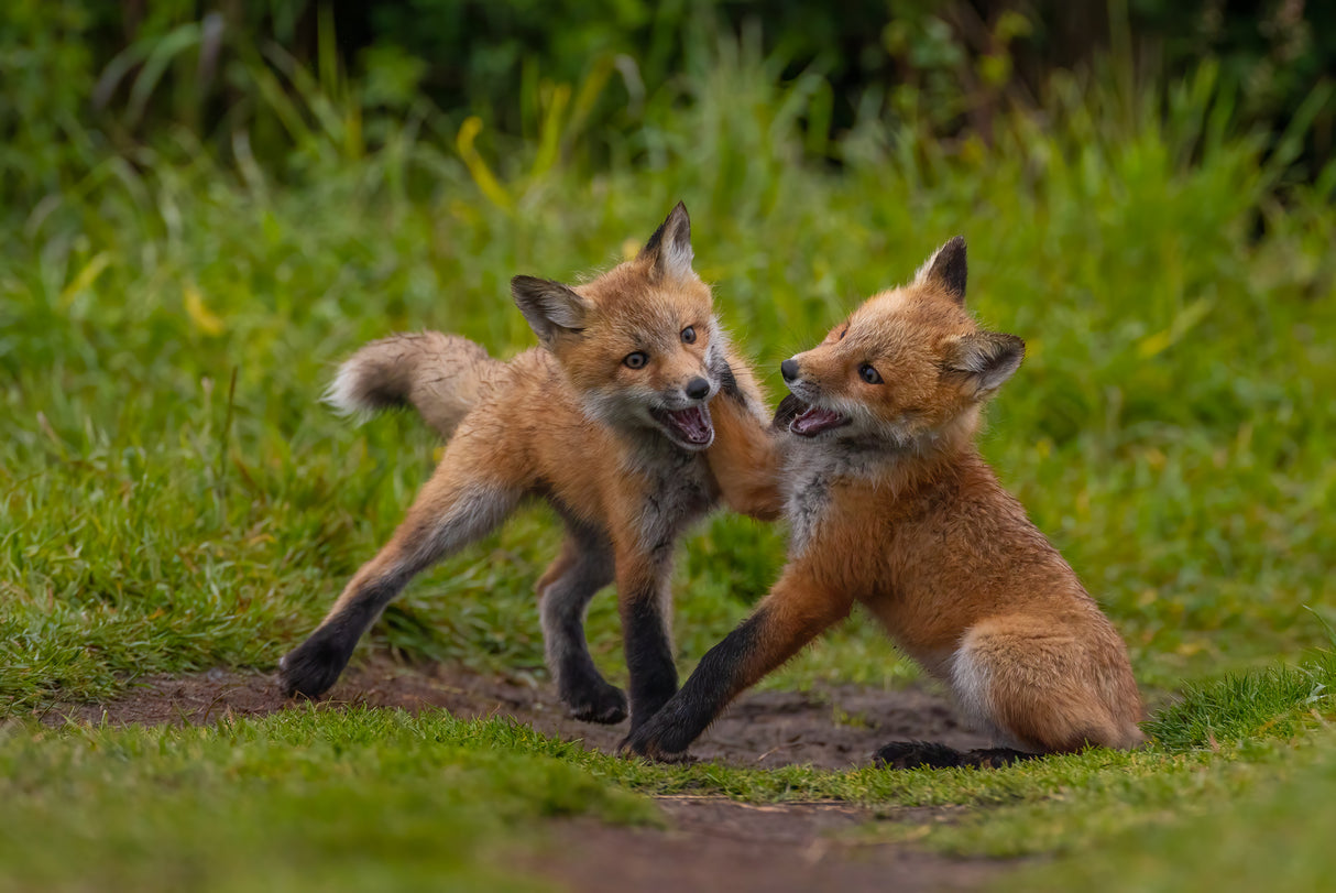 Red fox Poster och Canvastavla