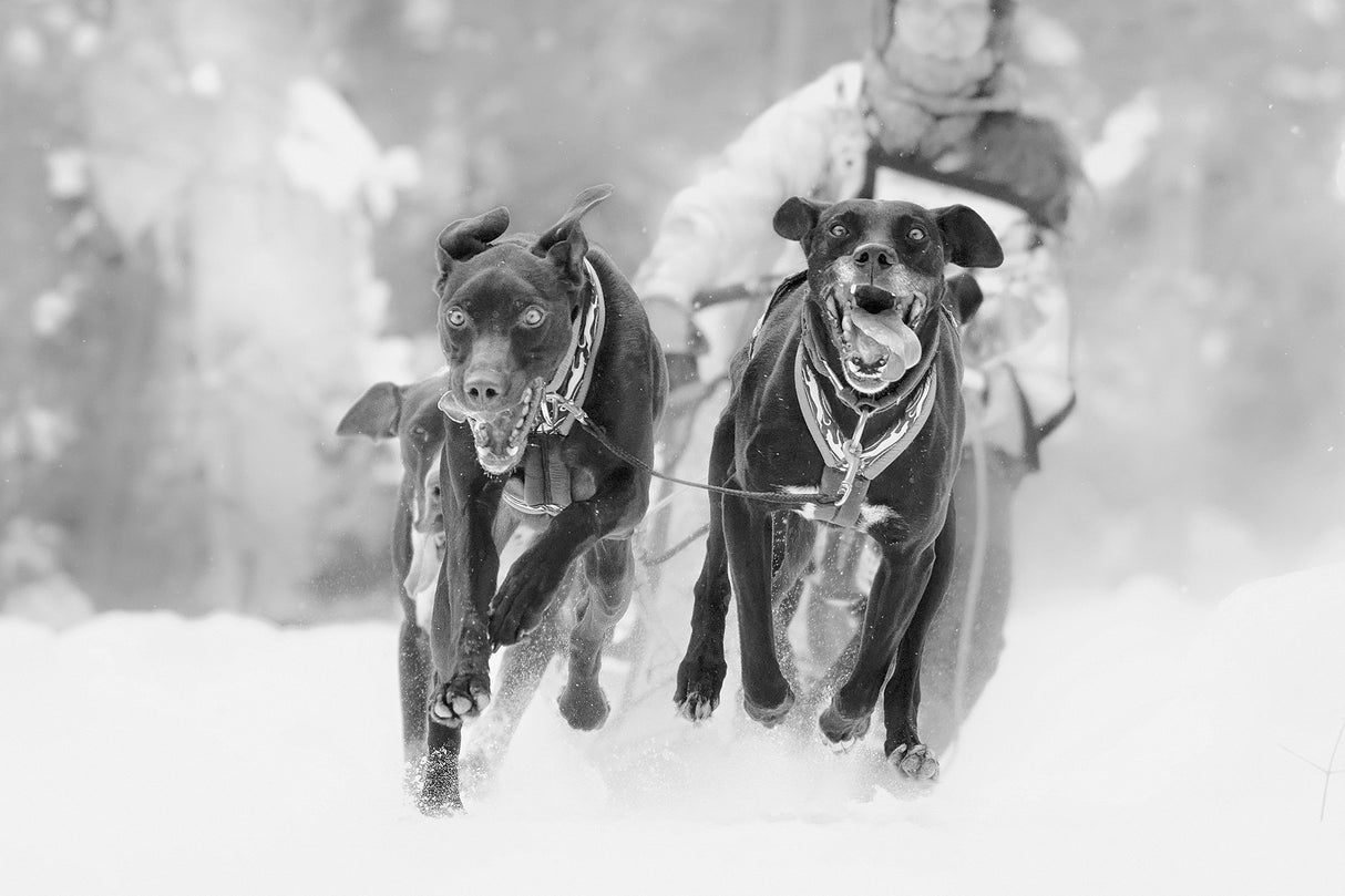 Dog Sleding Poster och Canvastavla