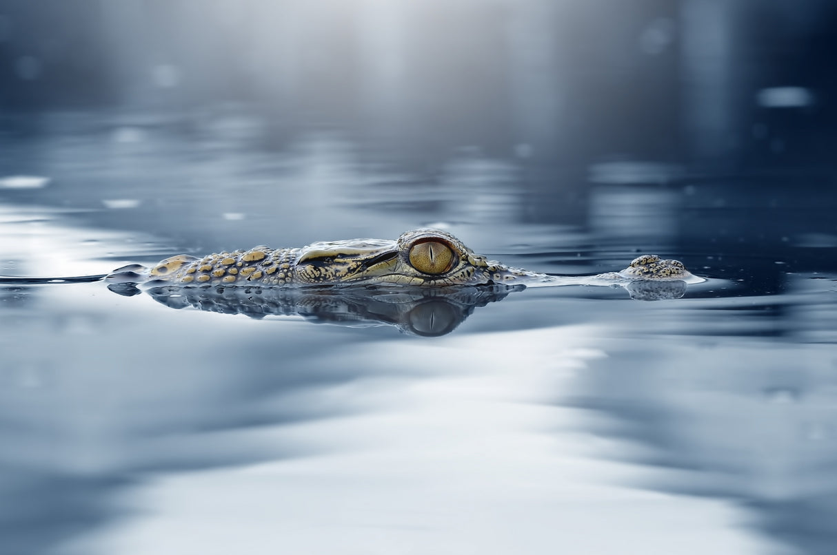 Crocodile - The Eye Poster och Canvastavla