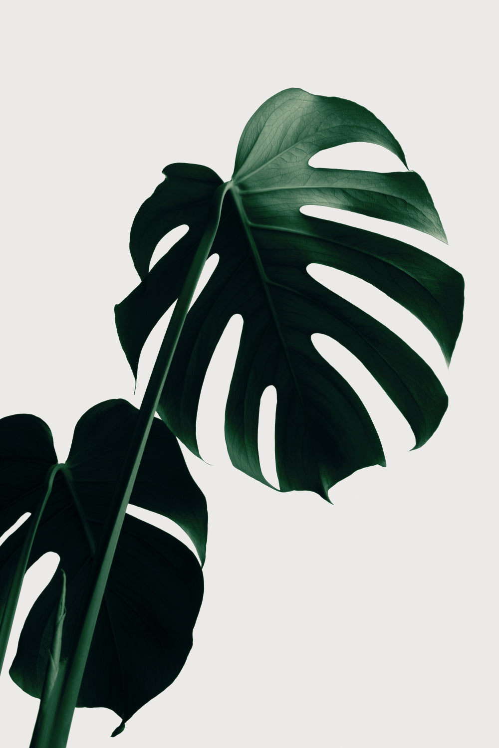 Monstera Natural 03 Poster och Canvastavla
