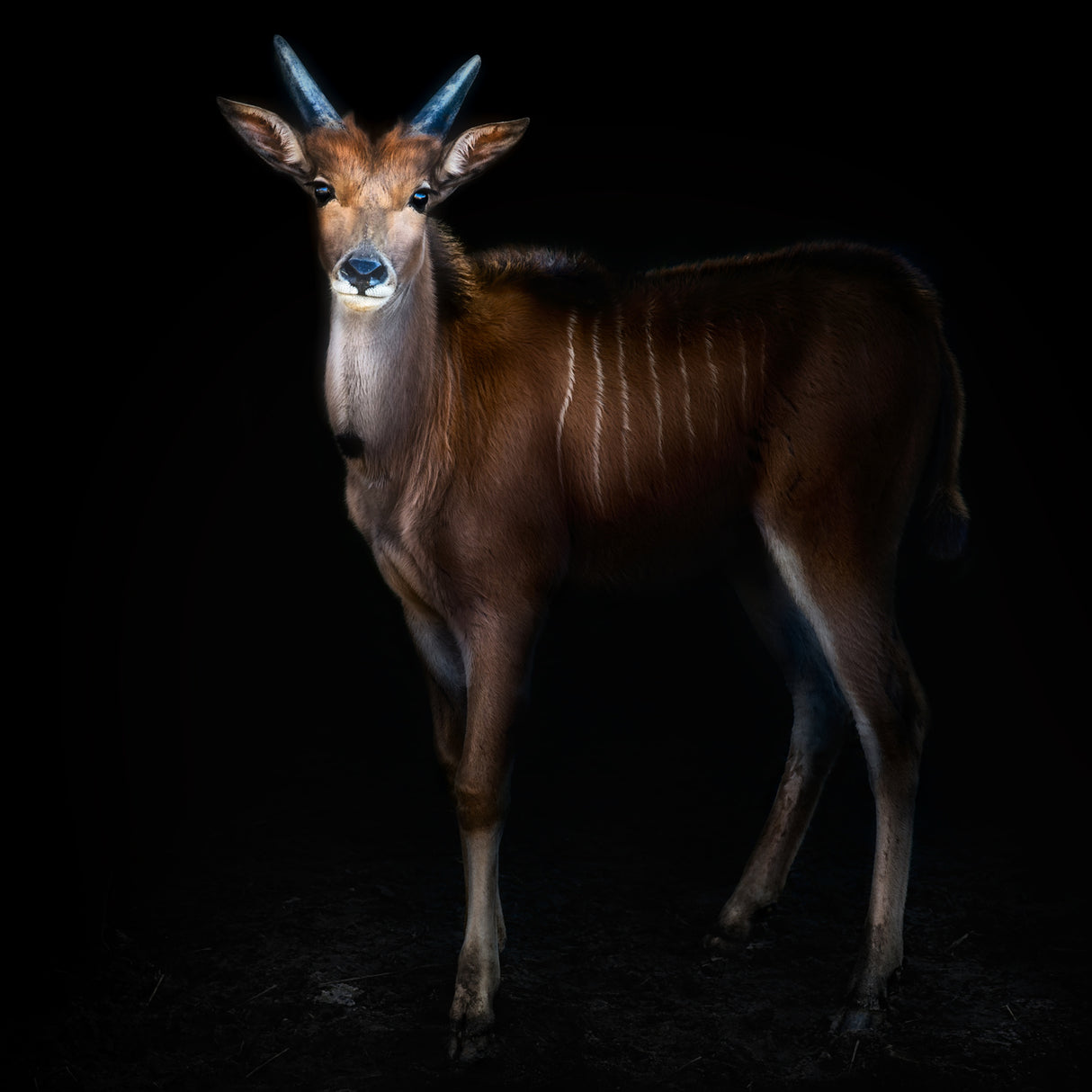 Young common eland portrait Poster och Canvastavla