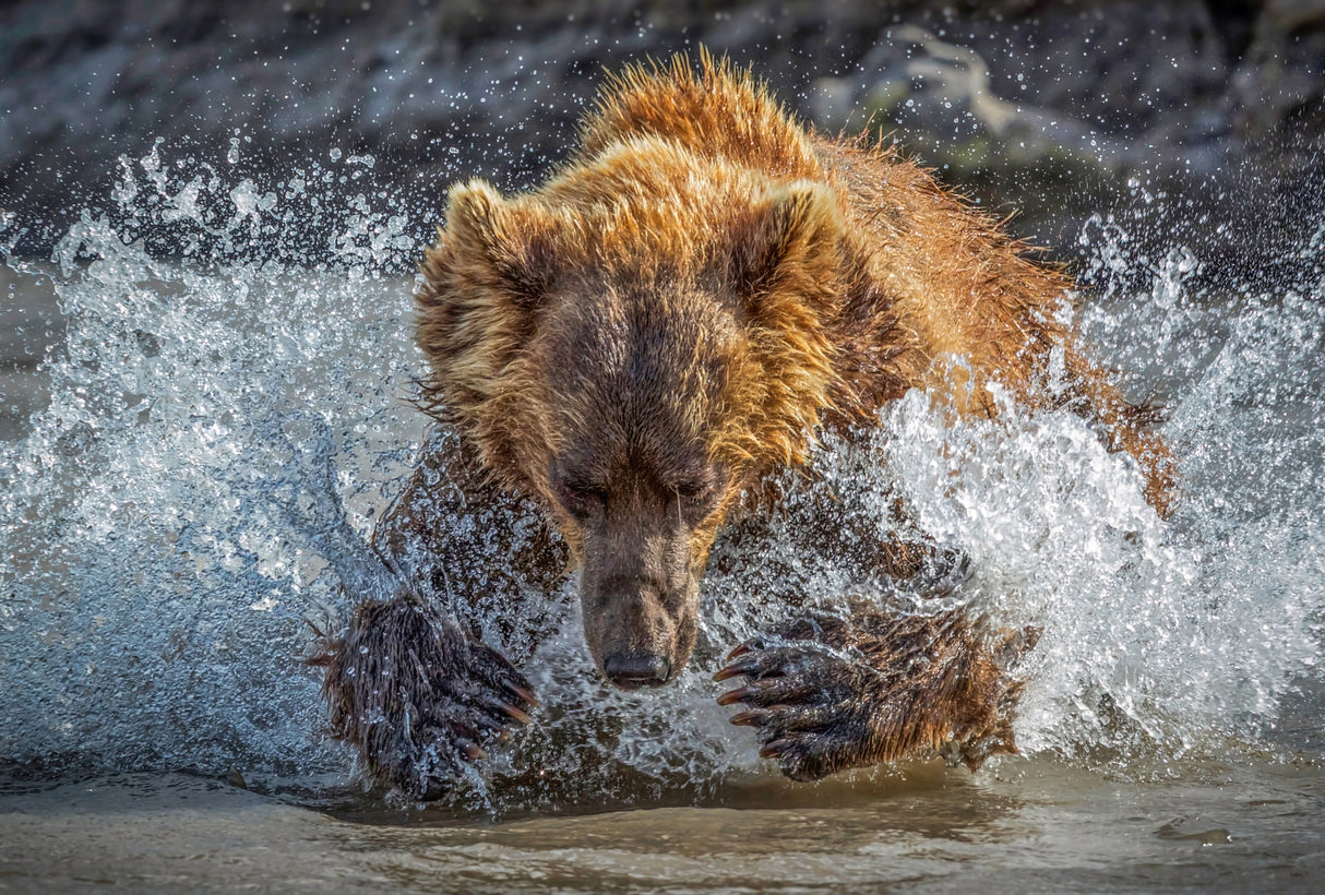 Bear Action Poster och Canvastavla