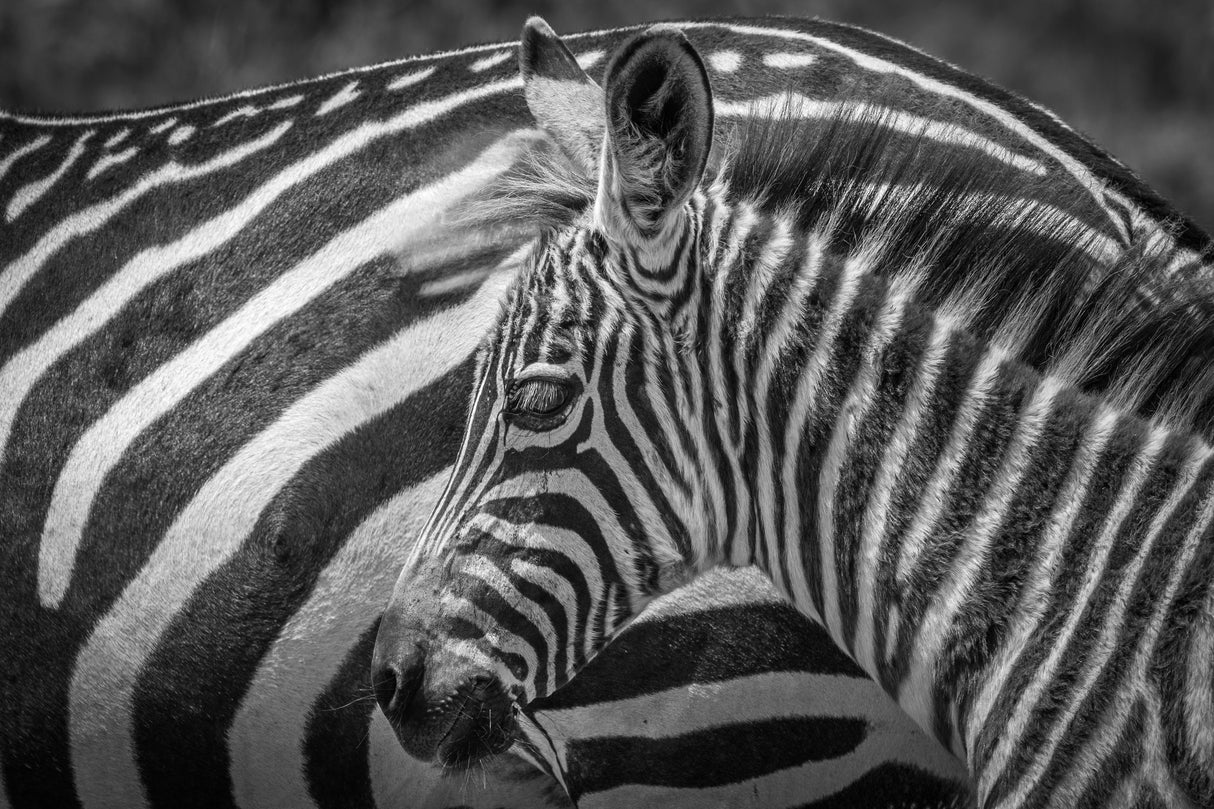 A striped monochrome Poster och Canvastavla