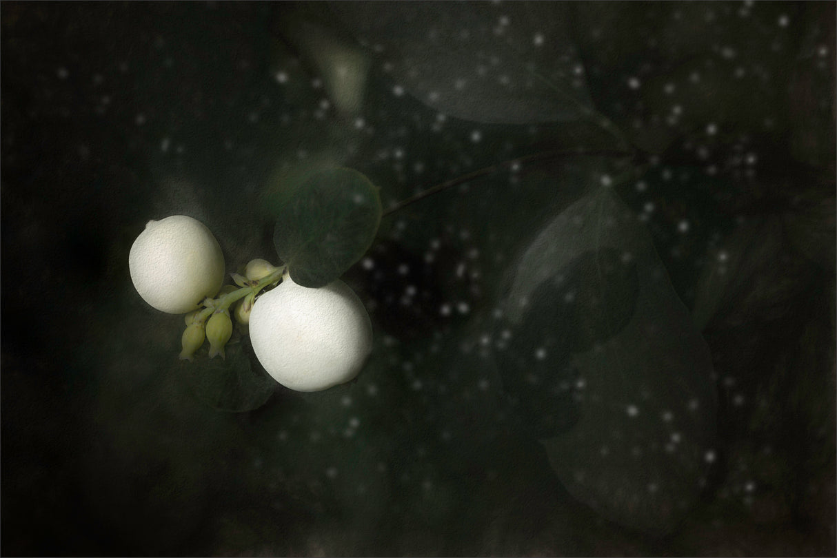 snowberry Poster och Canvastavla