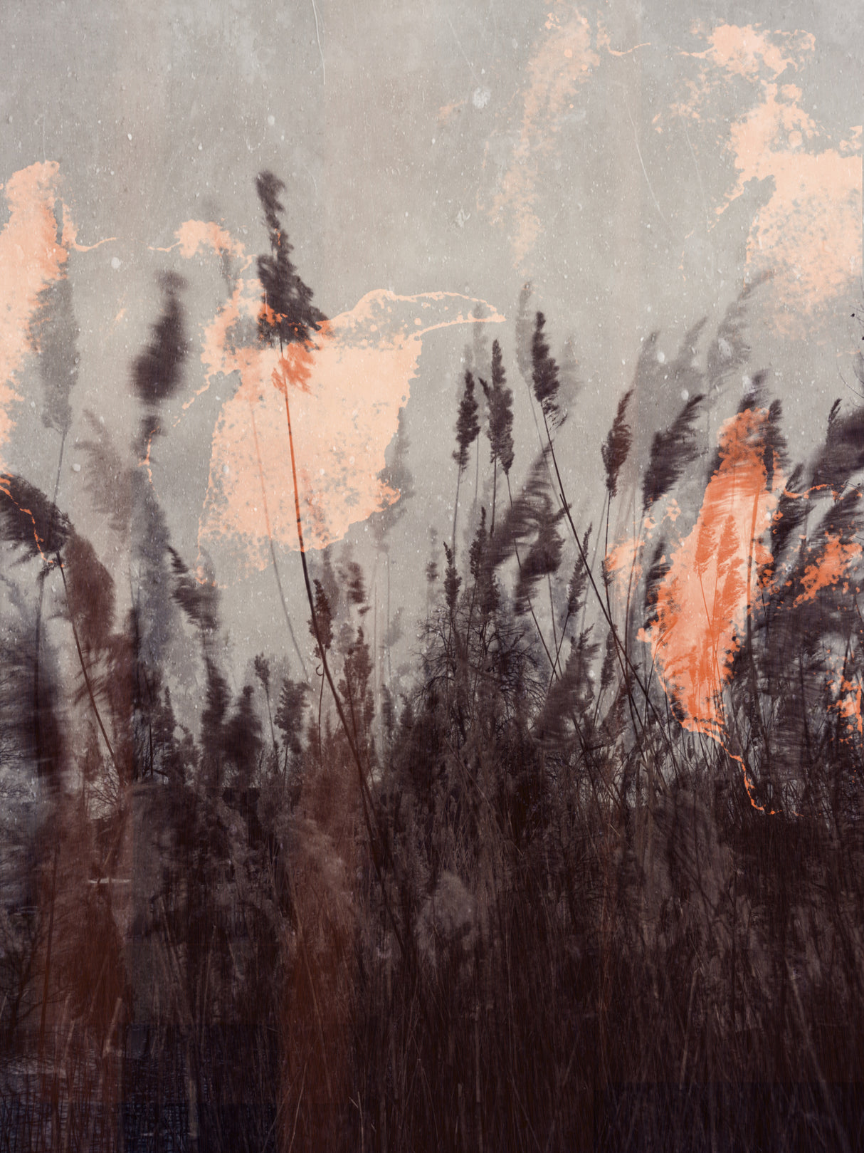 Dancing grass Poster och Canvastavla