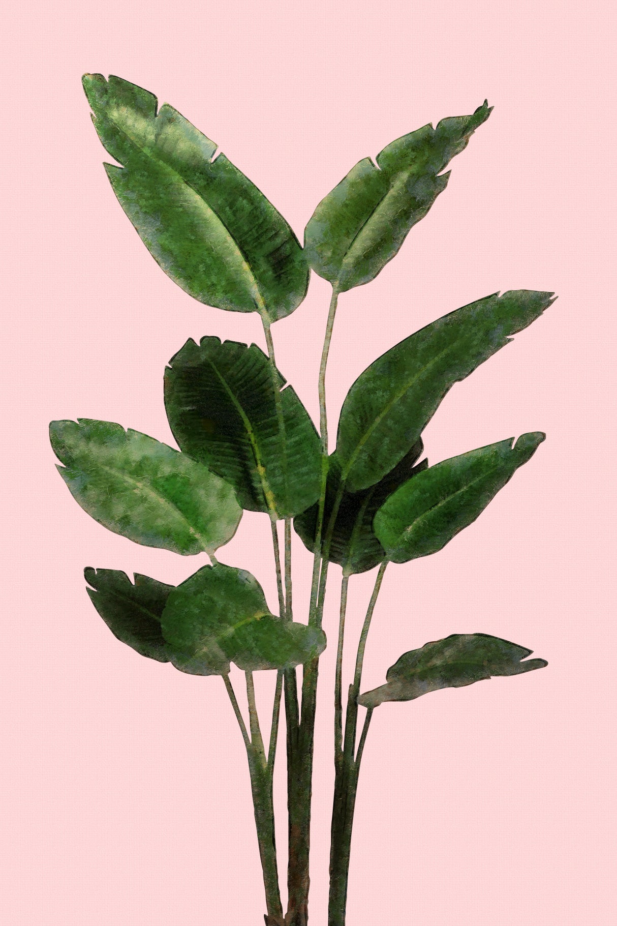 Bird of Paradise Plant on Pink Wall Poster och Canvastavla