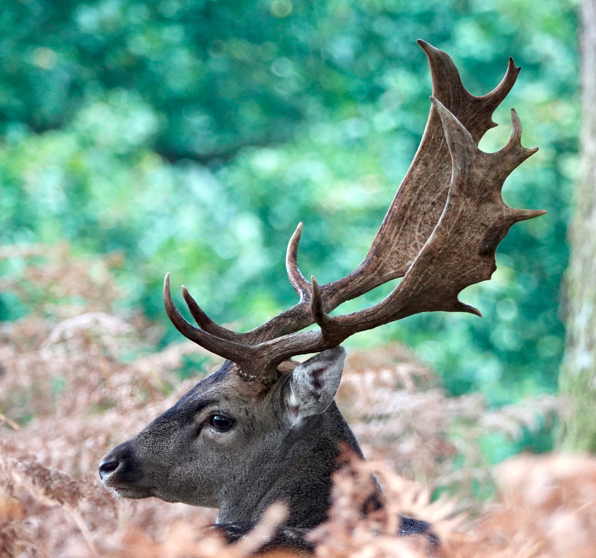 Fallow Stag Deer. Poster och Canvastavla