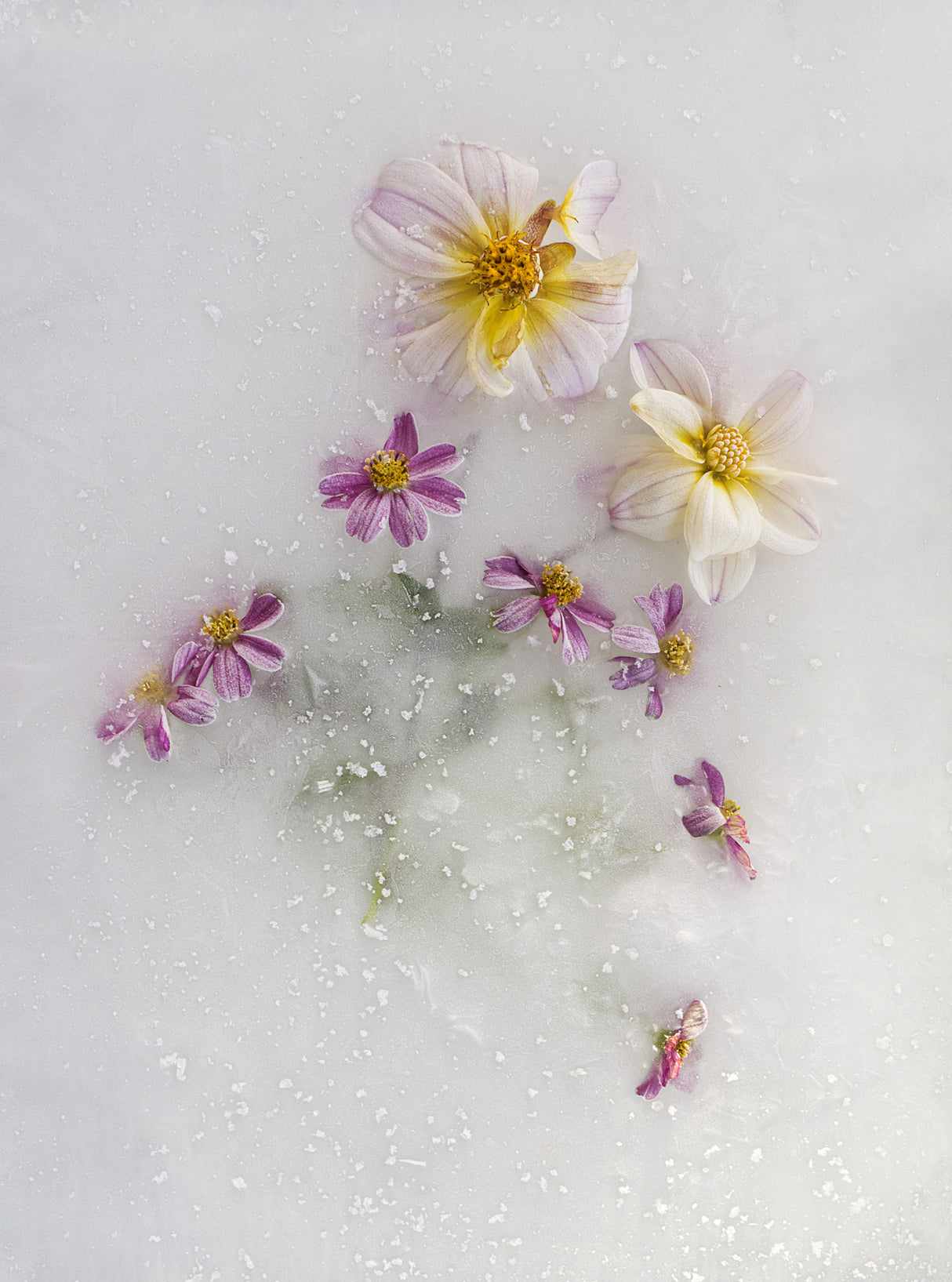 Varied Flowers Poster och Canvastavla