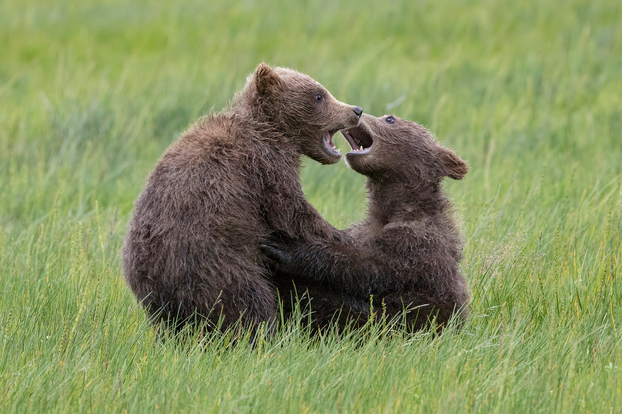Tussle of Twins Poster och Canvastavla