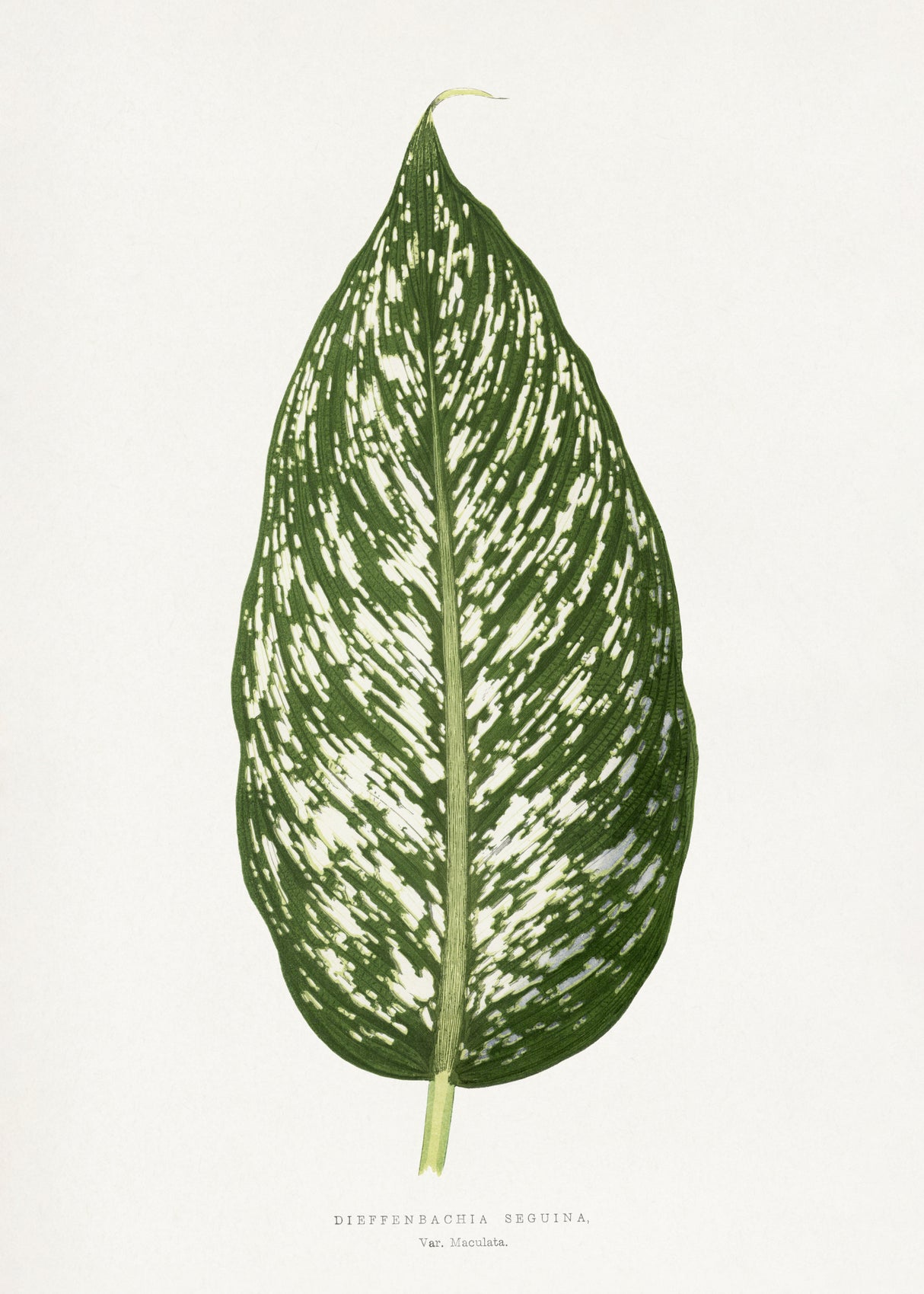 Dieffenbachia Seguina Leaf Illustration Poster och Canvastavla