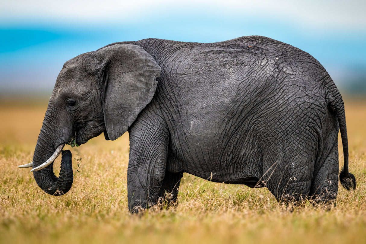 Elephant Poster och Canvastavla