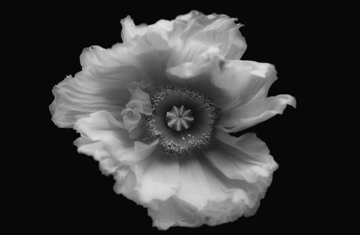 Poppy in mono Poster och Canvastavla