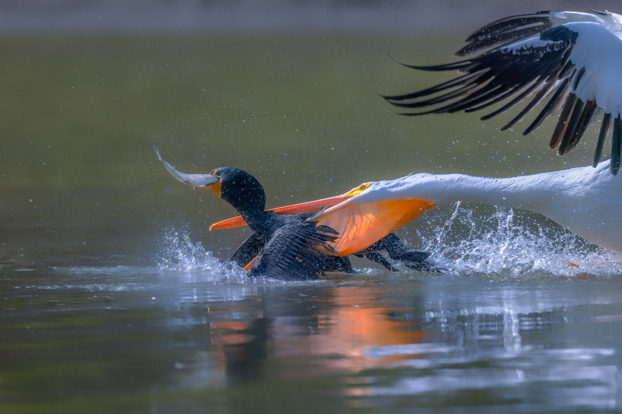 Pelicon & Cormorant Poster och Canvastavla