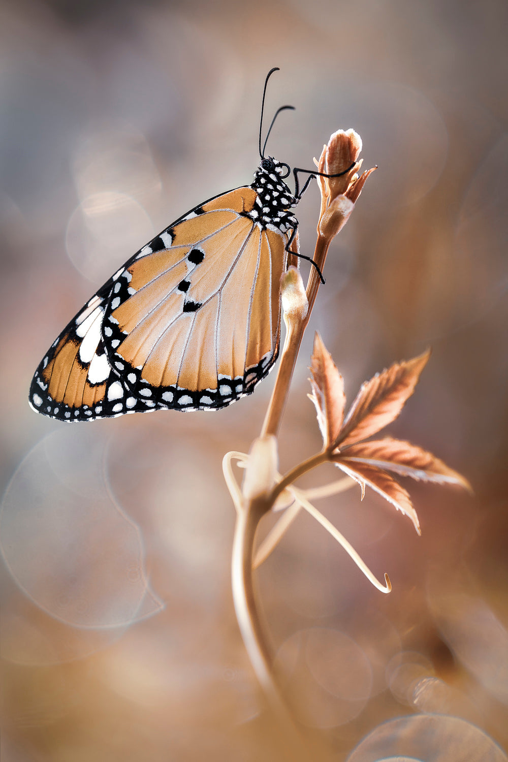 Autumn Beauty Poster och Canvastavla