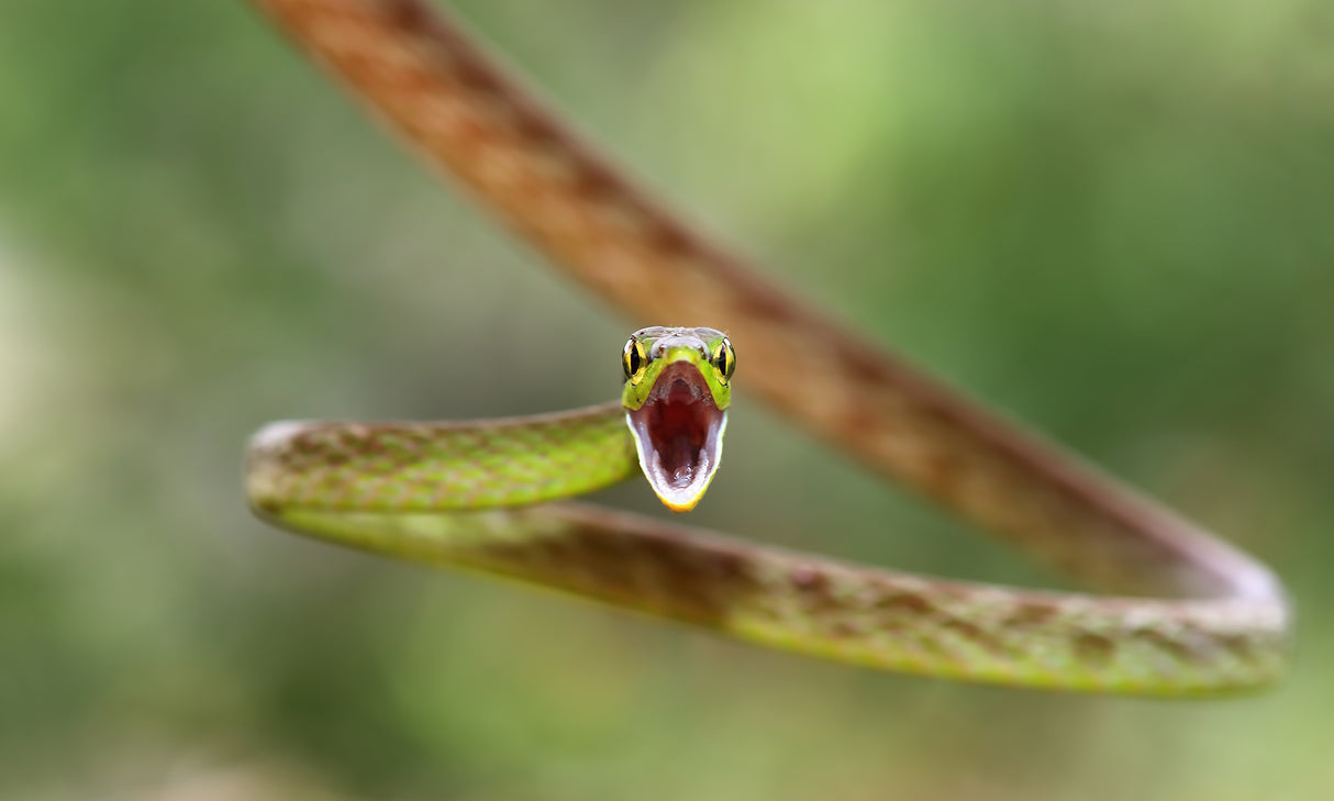 Green Parrot Snake - Costa Rica Poster och Canvastavla
