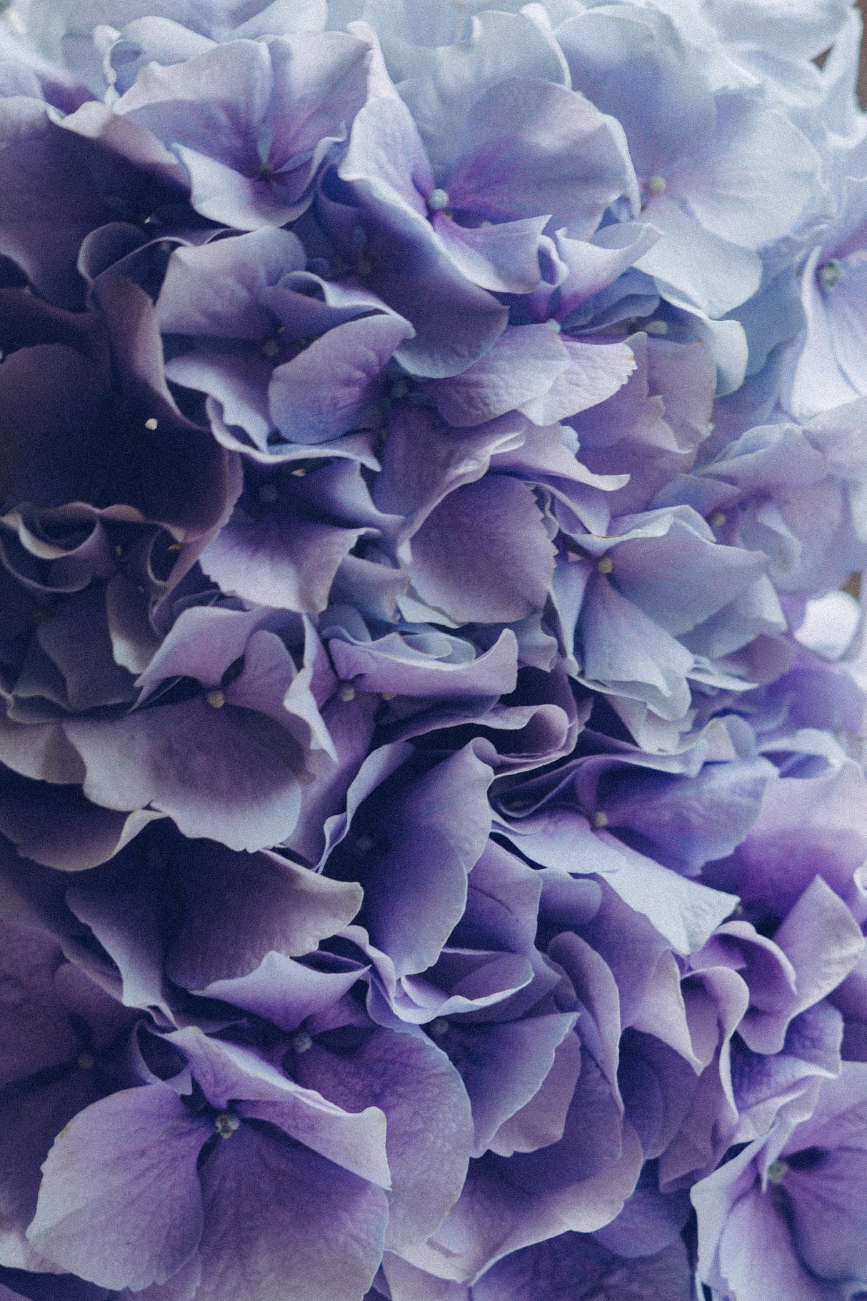 Pure Hydrangea Poster och Canvastavla