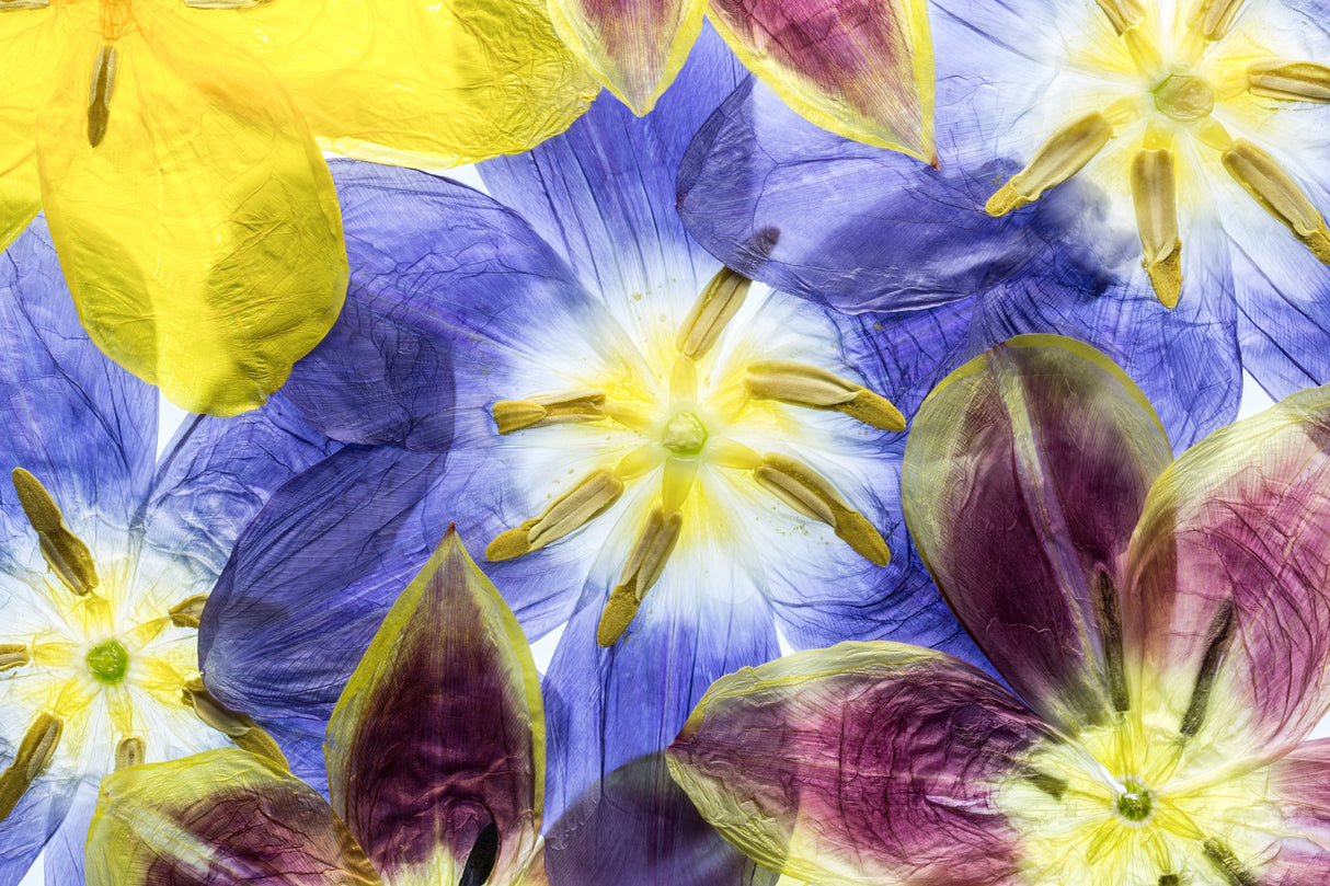 Tulips Poster och Canvastavla