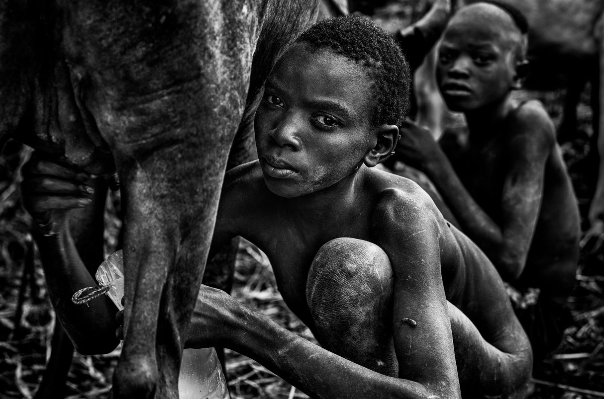 Surma boy milking a cow-I Poster och Canvastavla