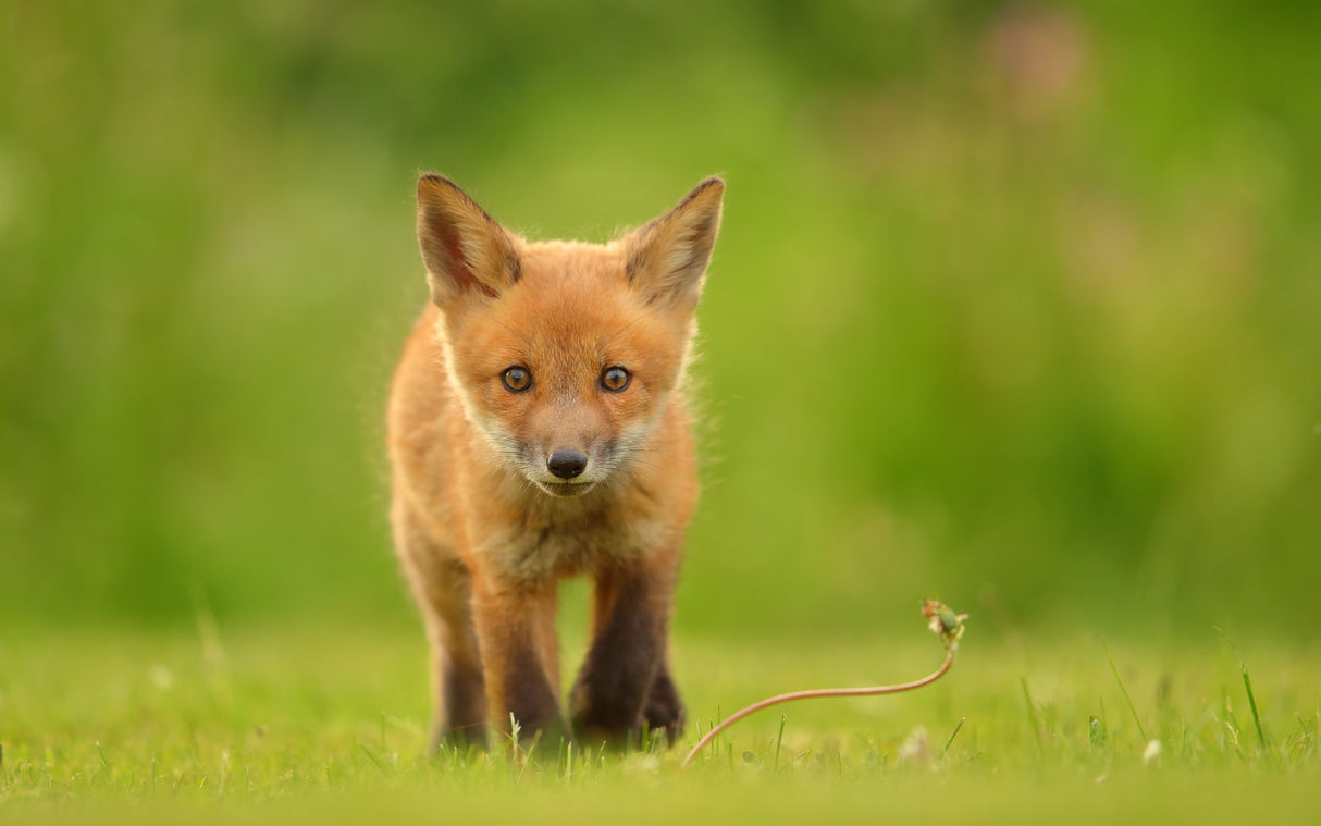 Baby Red Fox Poster och Canvastavla
