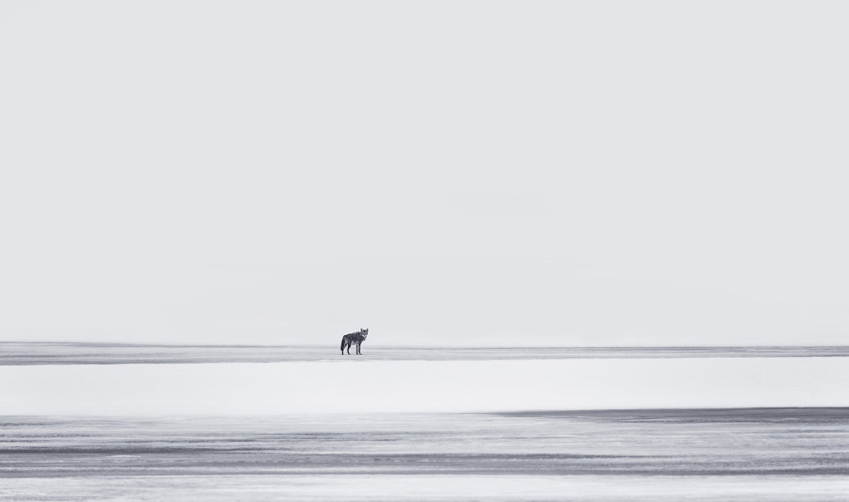Lonely Poster och Canvastavla