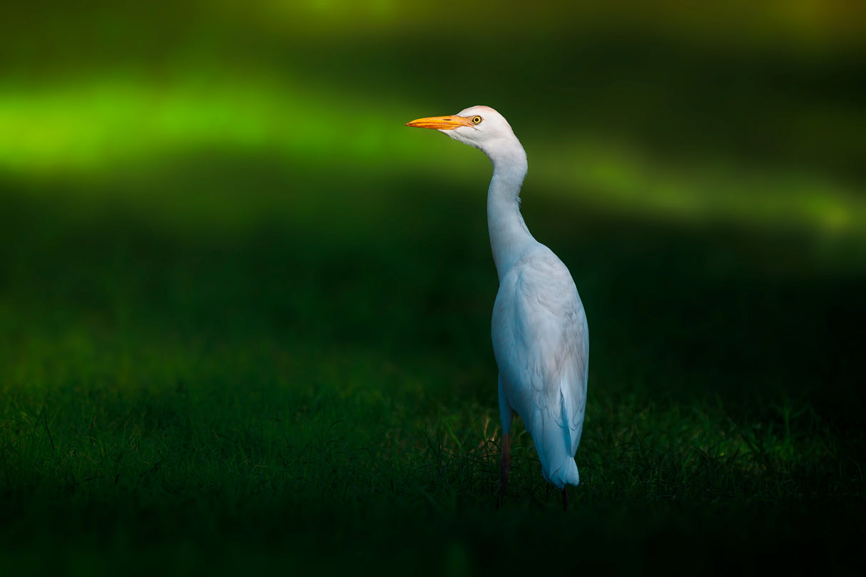 Cattle Egret Poster och Canvastavla