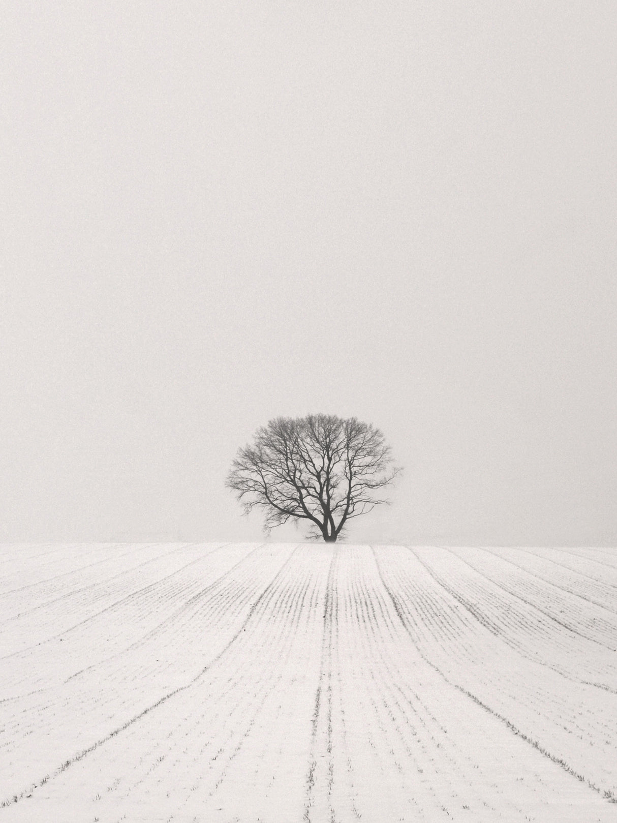 White Desert Poster och Canvastavla