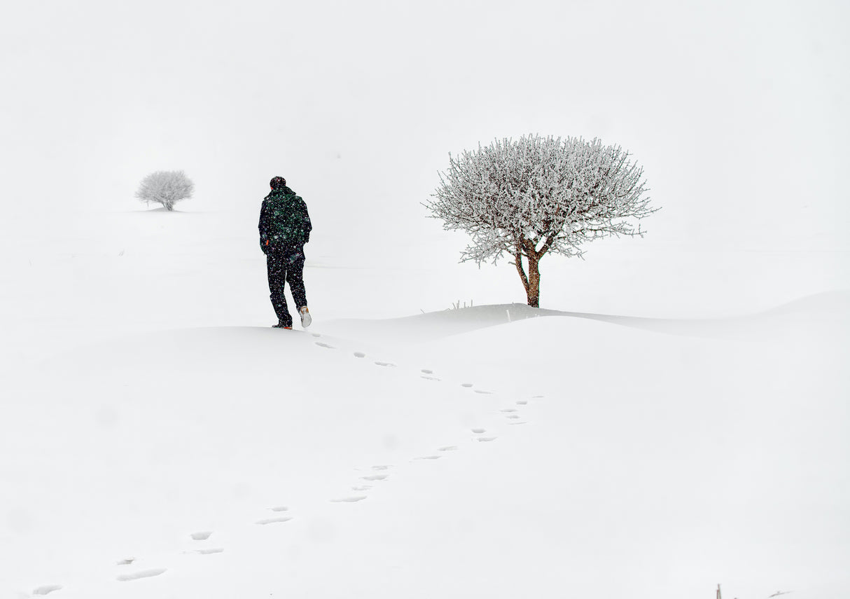 lone on snow Poster och Canvastavla