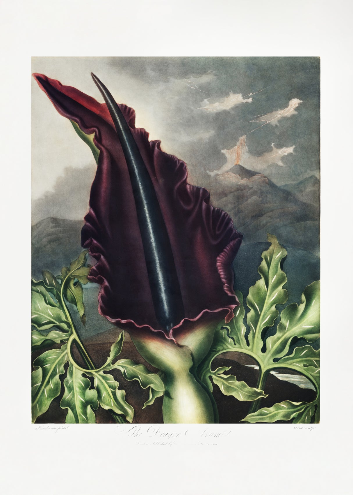The Dragon Arum from The Temple of Flora (1807) Poster och Canvastavla