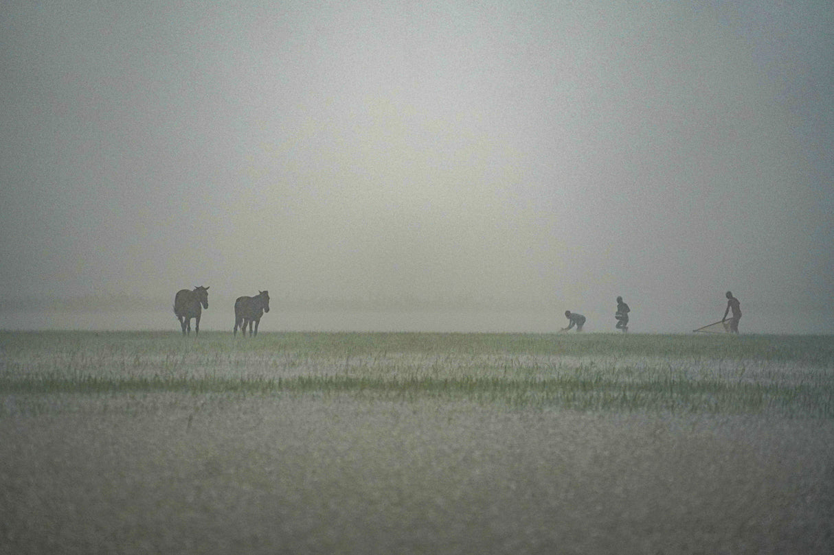 Monsoon Season Poster och Canvastavla