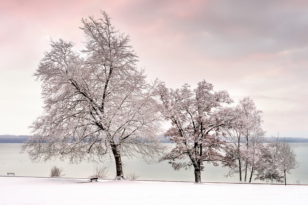 Winterdream Poster och Canvastavla