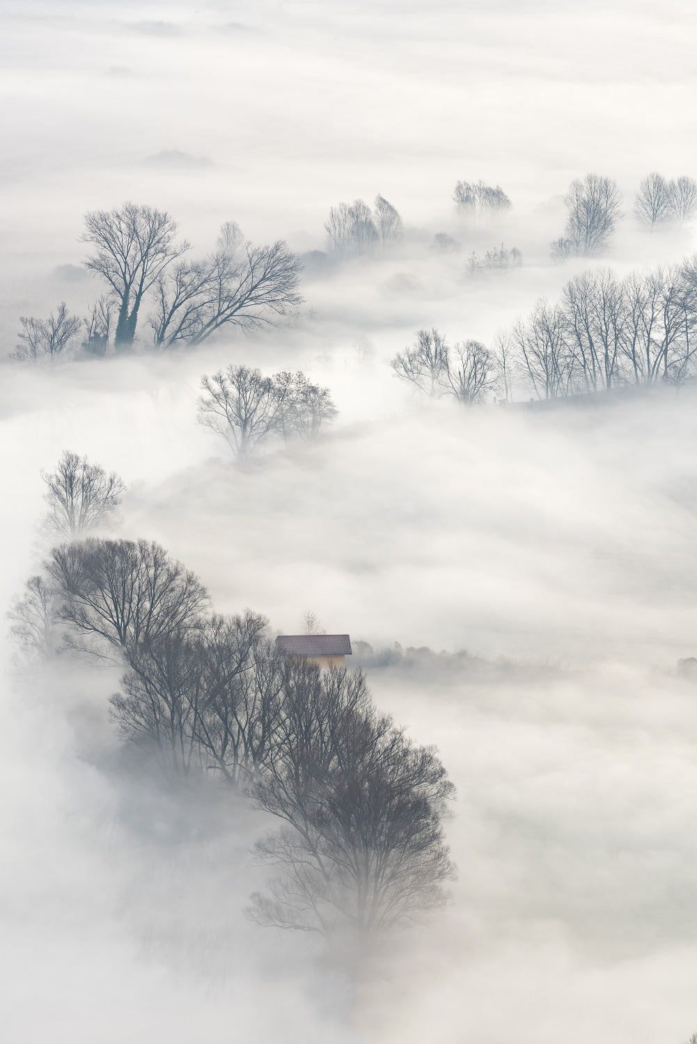 Trees in the fog Poster och Canvastavla
