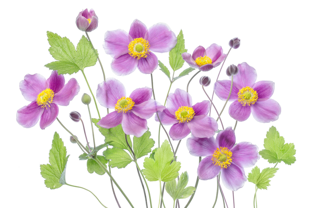 Anemone 'Hadspen Abundance' Poster och Canvastavla
