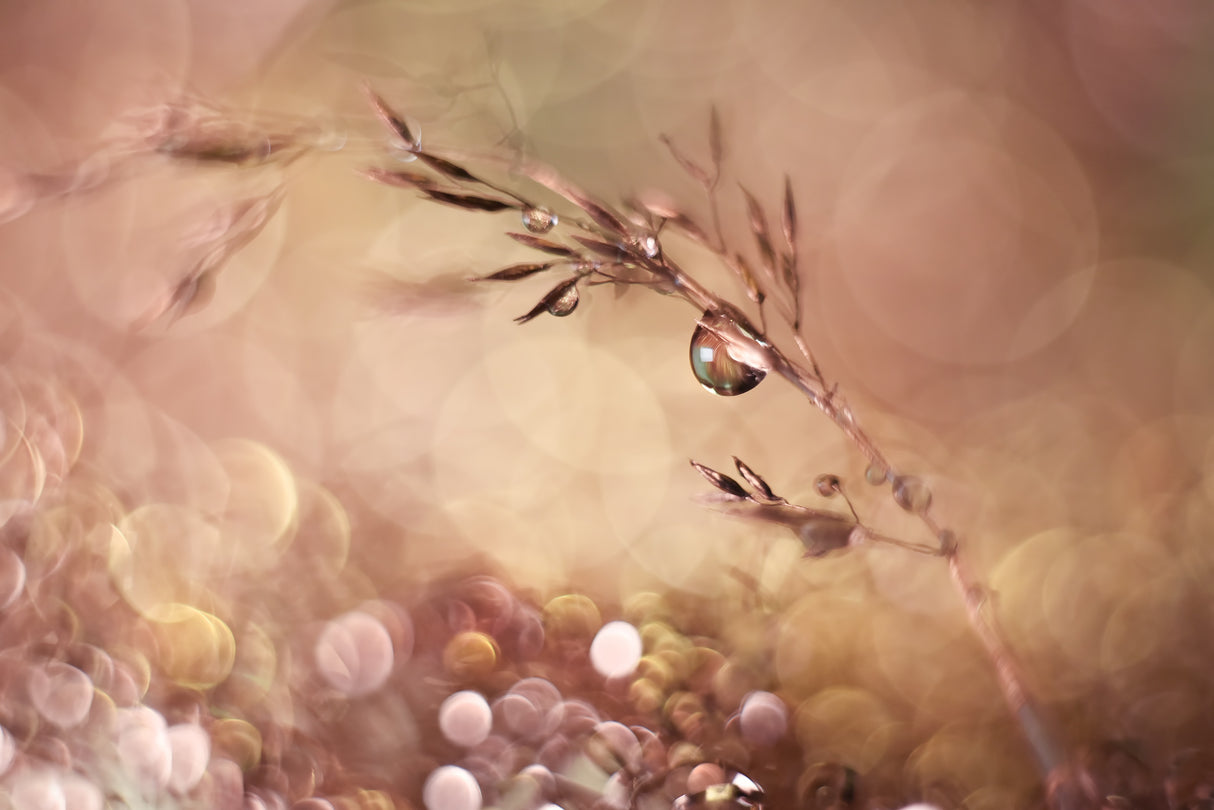 Pastel dream Poster och Canvastavla