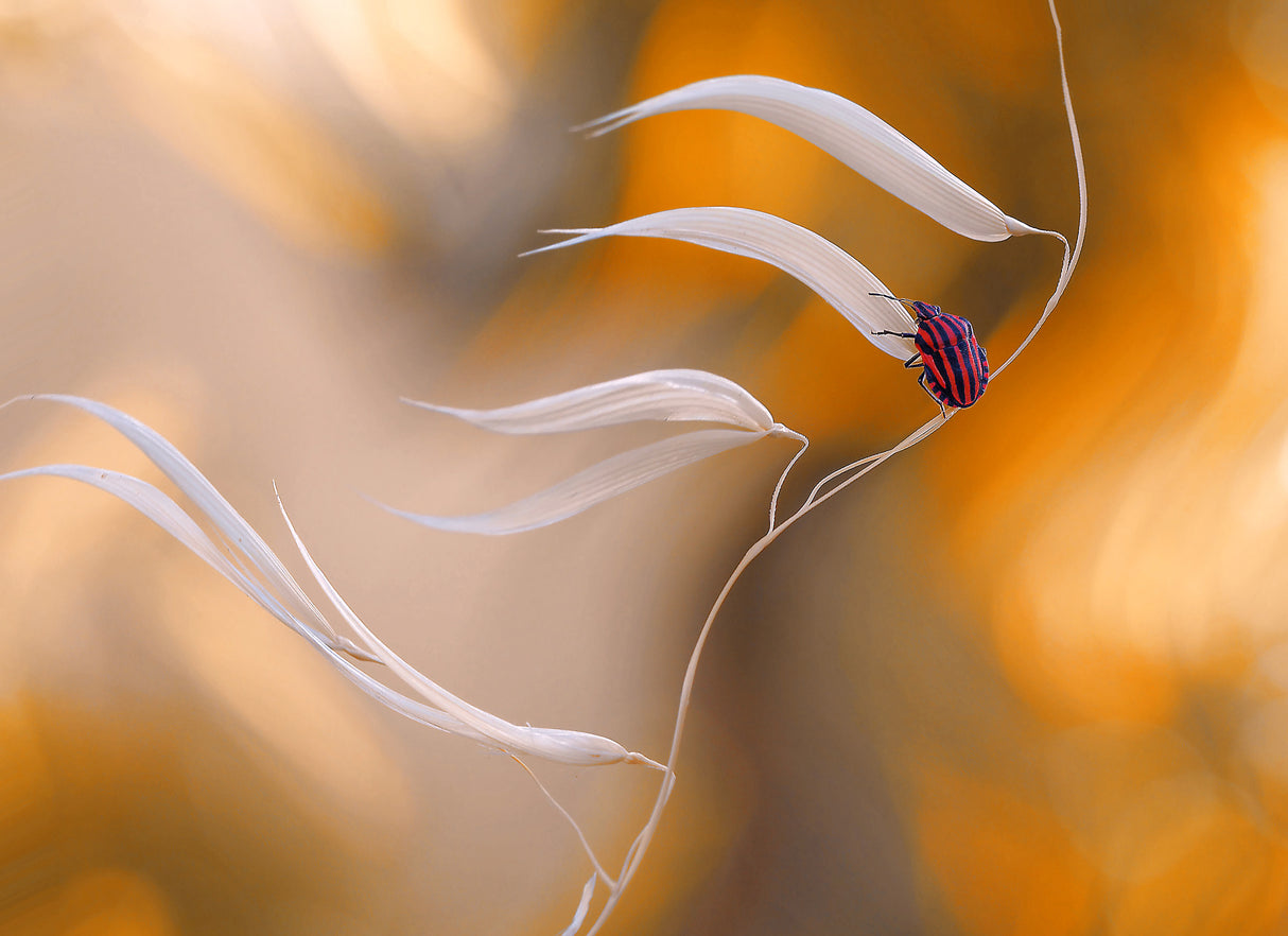 West wind... Poster och Canvastavla
